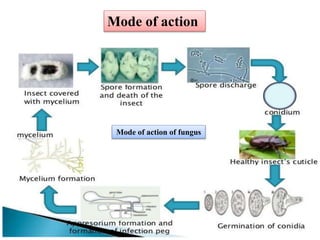 Mode of action of fungus
Mode of action
 