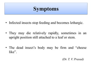 Symptoms
• Infected insects stop feeding and becomes lethargic.
• They may die relatively rapidly, sometimes in an
upright position still attached to a leaf or stem.
• The dead insect’s body may be firm and “cheese
like”.
(Dr. T. V. Prasad)
 