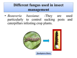 Different fungus used in insect
management
• Beauveria bassiana: -They are used
particularly to control sucking pests and
caterpillars infesting crop plants.
Spodoptera litura
 
