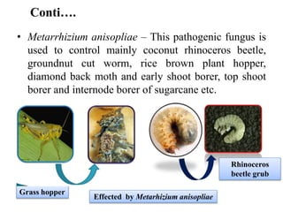 Conti….
• Metarrhizium anisopliae – This pathogenic fungus is
used to control mainly coconut rhinoceros beetle,
groundnut cut worm, rice brown plant hopper,
diamond back moth and early shoot borer, top shoot
borer and internode borer of sugarcane etc.
Grass hopper
Rhinoceros
beetle grub
Effected by Metarhizium anisopliae
 