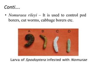 Conti….
• Nomuraea rileyi – It is used to control pod
borers, cut worms, cabbage borers etc.
 