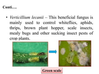 Conti….
• Verticillium lecanii – This beneficial fungus is
mainly used to control whiteflies, aphids,
thrips, brown plant hopper, scale insects,
mealy bugs and other sucking insect pests of
crop plants.
Green scale
 