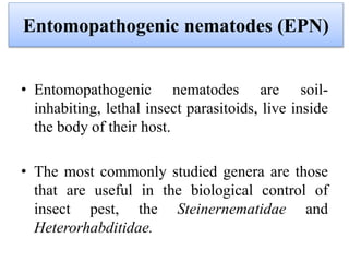 • Entomopathogenic nematodes are soil-
inhabiting, lethal insect parasitoids, live inside
the body of their host.
• The most commonly studied genera are those
that are useful in the biological control of
insect pest, the Steinernematidae and
Heterorhabditidae.
Entomopathogenic nematodes (EPN)
 