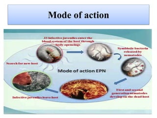 Mode of action
 
