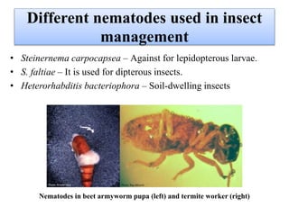Different nematodes used in insect
management
• Steinernema carpocapsea – Against for lepidopterous larvae.
• S. faltiae – It is used for dipterous insects.
• Heterorhabditis bacteriophora – Soil-dwelling insects
Nematodes in beet armyworm pupa (left) and termite worker (right)
 