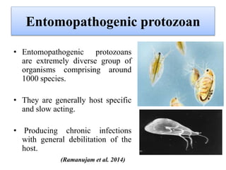 Entomopathogenic protozoan
• Entomopathogenic protozoans
are extremely diverse group of
organisms comprising around
1000 species.
• They are generally host specific
and slow acting.
• Producing chronic infections
with general debilitation of the
host.
(Ramanujam et al. 2014)
 