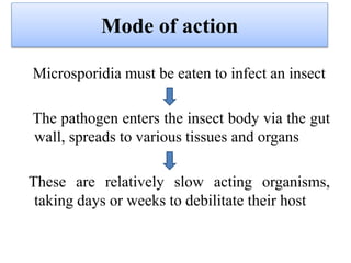 Mode of action
Microsporidia must be eaten to infect an insect
The pathogen enters the insect body via the gut
wall, spreads to various tissues and organs
These are relatively slow acting organisms,
taking days or weeks to debilitate their host
 