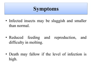 Symptoms
• Infected insects may be sluggish and smaller
than normal.
• Reduced feeding and reproduction, and
difficulty in molting.
• Death may fallow if the level of infection is
high.
 