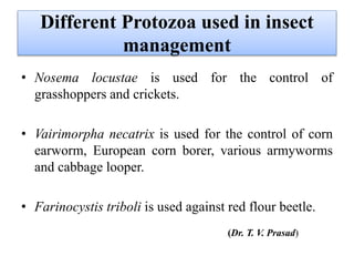 • Nosema locustae is used for the control of
grasshoppers and crickets.
• Vairimorpha necatrix is used for the control of corn
earworm, European corn borer, various armyworms
and cabbage looper.
• Farinocystis triboli is used against red flour beetle.
Different Protozoa used in insect
management
(Dr. T. V. Prasad)
 