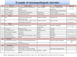Example of entomopathogenic microbes
A. Bacteria Targets insects Crop Product name Doses / ha.
1. Bacillus thuringiensis var.
Kurstaki
Lepidopteran larvae (butterfly and
moth)
Gram, chickpea Novodor, caterpillar killer,
javelin, etc
1.5-3 kg
0.75-1.0 lit.
2. Bt var. Israelensis Mosquito larvae Skeletal, teknar, mosquito attack
3. Bt var. Sandiego Coleopteran larvae (Beetles) Storage crop Novardo, trident.
4. Bacillus popilliae Japanese beetle larvae Roses, grapes Doom, japidemic, grub attack 0.5-1 kg
B. Virus
1. NPV Helicoverpa armigera and
Spodoptera litura
Tobacco, Soybean Gypchek virus 1.5-3.0 x 1012 POB
(250-500 LE)
2. GV Chilo infuscatellus, Achaea janata,
Phthorimaea opercullela
Sugarcane, potato Agrovir, madex 250 LE or 750
virosed larvae
C. Fungi
1. Beauveria bassiana Whiteflies, aphids, thrips Glasshouse tomata/
ornamentals
Mycotrol / botanigard 42.5x1010 spore /
m3 or 2-3 kg dust
2. B. bassiana Sucking insects Cotton Naturalis
3. Verticillium lacanii Whiteflies, Aphids, Scales Glasshouse crop Vertalec 10x106 spores /ml
4. Metarrhizium anisopliae Termites House Bioblast 42.5x1010 spore / m3
5. M. anisopliae BPH, GLH Rice Bio magic
6. Nomouraea rileyi H. armigera. Achaea janata, S. litura Cotton Numoraea 10x1010 spores /ml
7. Hirsutella thompsonii Mites Citrus Mycohit 1-5 g/ l of water
D. Nematodes
1. Steinernema carpocapsea Larvae of soil-dwelling and boring
insects
Biosafe, ecomask, scanmask 1 lit. / 400-500 lit.
water
2. Heterorhabditis heliothidis Soil-dwelling insects
E. Protozoans
1. Farinocystis triboli Red rust flour beetle
2. Nosema locustae Grasshopper, European cornborer Nolo balt, grasshopper attack
3. Vairimorpha necatrix Corn earworm, armyworms, cabbage
looper
Cabbage , sorghum
(Source: Ramanujam et al 2014, Canan Usta 2013, J. Alice et al., 2014, Maina UM, et al 2018 and Dr. T.V. Prasad)
 