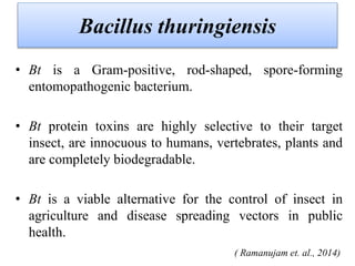Bacillus thuringiensis
• Bt is a Gram-positive, rod-shaped, spore-forming
entomopathogenic bacterium.
• Bt protein toxins are highly selective to their target
insect, are innocuous to humans, vertebrates, plants and
are completely biodegradable.
• Bt is a viable alternative for the control of insect in
agriculture and disease spreading vectors in public
health.
( Ramanujam et. al., 2014)
 