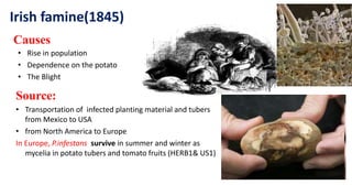 Causes
• Rise in population
• Dependence on the potato
• The Blight
Source:
• Transportation of infected planting material and tubers
from Mexico to USA
• from North America to Europe
In Europe, P.infestans survive in summer and winter as
mycelia in potato tubers and tomato fruits (HERB1& US1)
Irish famine(1845)
 