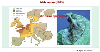 13
Irish famine(1845)
G N Agrios. 5th edition
Air borne sporangia
 