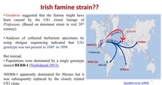 Irish famine strain??
15
• Goodwin suggested that the famine might have
been caused by the US1 clonal lineage of
P.infestans. (Based on dominant strain in mid 20th
century)
• Analyses of collected herbarium specimens by
using shotgun sequencing indicated that US1
genotype was not present in 1845 to 1896
But instead,
• Populations were dominated by a single genotype
named HERB-1 (Yoshidaetal.2013).
•HERB-1 apparently dominated for 50years but it
was subsequently replaced by the closely related
US1 clone Goodwin et al. (1994)
MEXICO
PERU;SA
EUROPE
CHINA
AFRICA
 