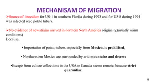 MECHANISAM OF MIGRATION
25
Source of inoculum for US-1 in southern Florida during 1993 and for US-8 during 1994
was infected seed potato tubers.
No evidence of new strains arrived in northern North America originally.(usually warm
conditions)
Because,
• Importation of potato tubers, especially from Mexico, is prohibited,
• Northwestern Mexico are surrounded by arid mountains and deserts
•Escape from culture collections in the USA or Canada seems remote, because strict
quarantine.
 