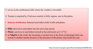 35
 severe in the northeastern hills where the weather is favorable
 Tomato is attacked by P.infestans mainly in hilly regions, rare in the plains.
• Sources of infection :Infected seed tubers both in hills and plains.
 Hills-survival in seed tubers into the next crop season.
 Plains -survives in seed tubers (stored in the cold stores at 2--4 0 C)
 In Nilgiris in the south, the inoculum is carried over in the form of sporangia from one
season to another mainly because of the presence of the potato crop round the year
https://research.cip.cgiar.org/confluence/display/GILBWEB/India
 