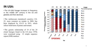 43
EPIDEMIC
• The US-1(Ib) lineage increases in frequency
in the middle 20th century in the US and
globally and then declined.
• The mefenoxam (metalaxyl) sensitive US-
22, more common on tomato in 2009, has
been displaced by US-23 in 2011, which
infects both hosts of potato and tomato.
• The genetic relationship of 18 of the 24
clonal lineages found in the US since 1970s
were examined using 12 simple sequence
repeat (SSR) markers
IN USA:
 