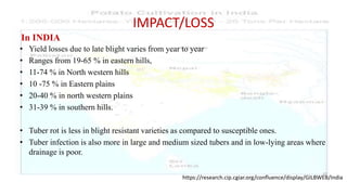 53
IMPACT/LOSS
• Yield losses due to late blight varies from year to year
• Ranges from 19-65 % in eastern hills,
• 11-74 % in North western hills
• 10 -75 % in Eastern plains
• 20-40 % in north western plains
• 31-39 % in southern hills.
• Tuber rot is less in blight resistant varieties as compared to susceptible ones.
• Tuber infection is also more in large and medium sized tubers and in low-lying areas where
drainage is poor.
53
In INDIA
https://research.cip.cgiar.org/confluence/display/GILBWEB/India
 
