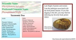 Late blight of potato and tomato
I am the pathogen associated with
the Irish potato famine. If you like
digging in the dirt, you may find me
infecting my favorite food, potato
tubers
Photo: University of
Georgia Plant Pathology
Archive, Bugwood.org
OLD:
Domain: Eukarya
Kingdom: Stramenopila
Phylum: Oomycota
Class: Oomycetes*
Order: Peronosporales
Family: Pythiaceae
Genus: Phytophthora
Species: Phytophthora
infestans
NEW:
Domain: Eukaryota
Kingdom: Chromista
Phylum: Oomycota
Class: Oomycetes
Order: Peronosporales
Family: Peronosporaceae
Genus: Phytophthora
Species: Phytophthora infestans
Taxonomic Tree
Scientific Name
Phytophthora infestans
Preferred Common Name
Phytophthora blight
http://www.cabi.org/isc/datasheet/40970
 