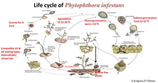 Life cycle of Phytophthora infestans
7
G N Agrios,5th Edition
Direct germination ,
warm >15 0C
Indirect germination
Cool,12-15 0C
Compatible A1 &
A2 mating types,
Heterothallic;
sexual rep.
Survive few
weeks
Survive for 3-
4 yrs
chlamydospores
Sporulation
at 15-25 0C
 