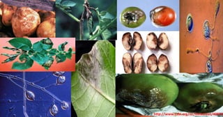 8
http://www.cabi.org/isc/datasheet/40970
 