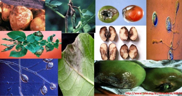 Phytophthora infestans a reemerging pathogen