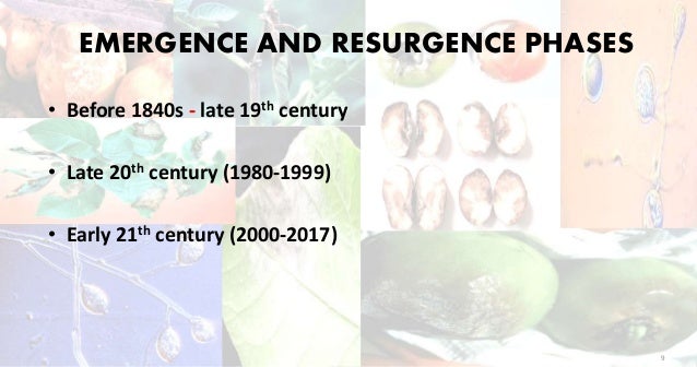Phytophthora infestans a reemerging pathogen