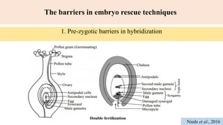 'Embryo rescue technique in fruit crops' | PPTX