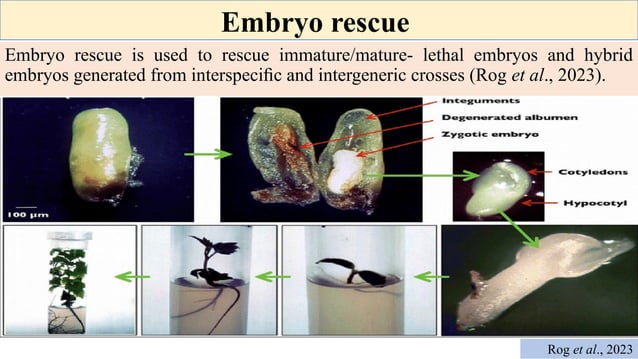 'Embryo rescue technique in fruit crops' | PPT