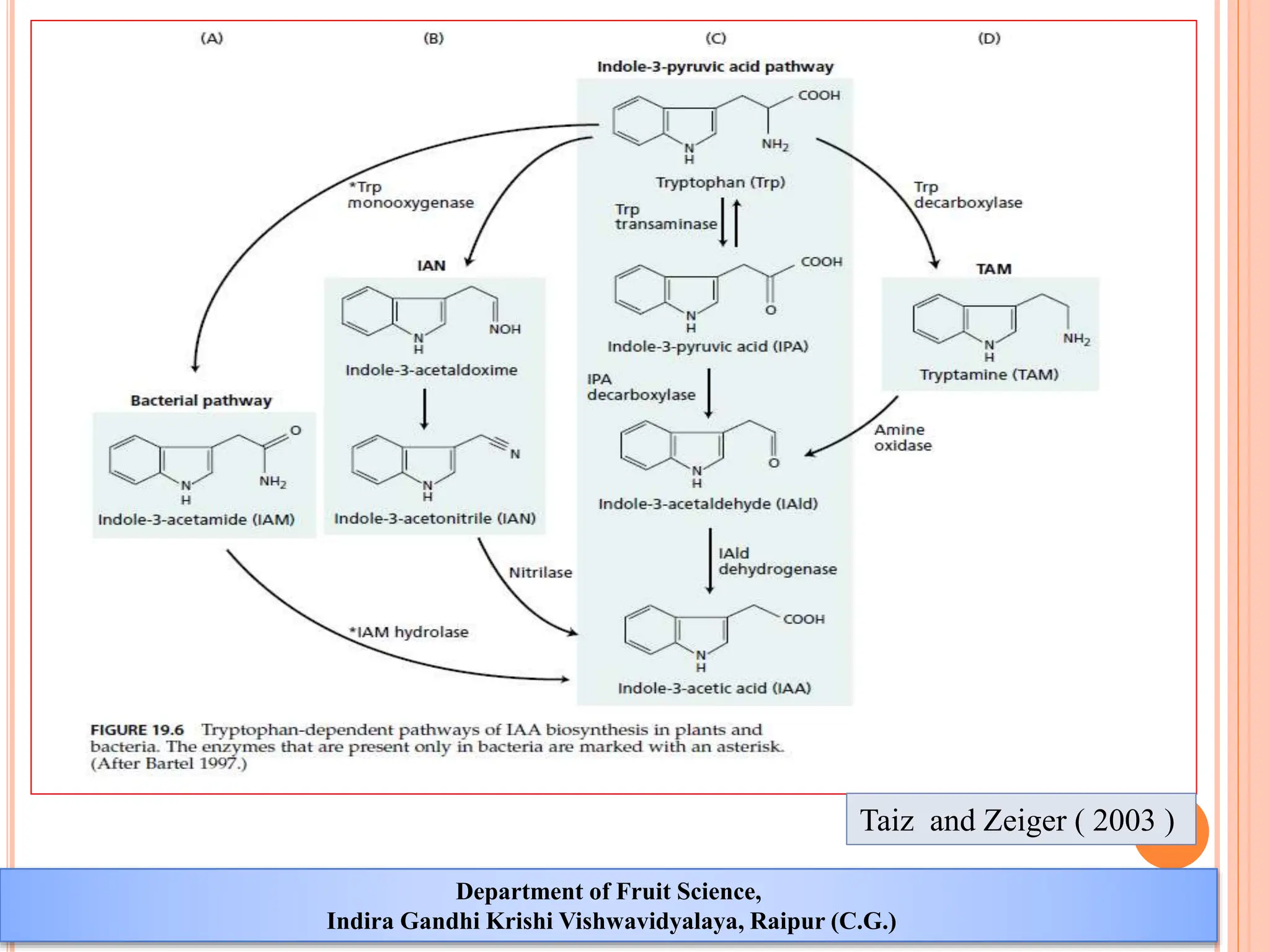 Effect Of Different Growth Regulators And Light In The Morphogenesis
