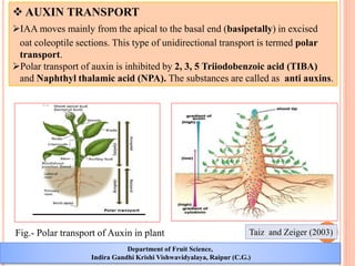 Study of plant growth regulators in fruit culture – structure ...