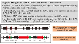 Pg4 Constuction CRISPR-Cas9 : A novel tool for genome editing for crop improvement | PPTX