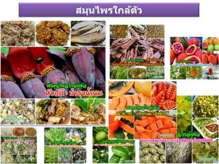 สมุนไพรใกล้ตัว
 