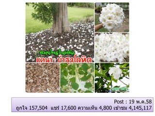 Post : 19 พ.ค.58
ถูกใจ 157,504 แชร์ 17,600 ความเห็น 4,800 เข ้าชม 4,145,117
 