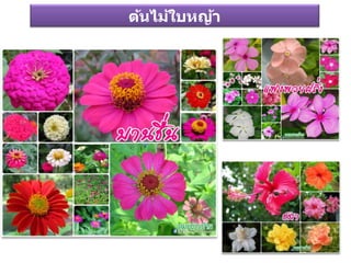 ต้นไม้ใบหญ้า
 