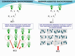 P1 x F1
P1 x P2
CONVENTIONAL BACKCROSSING
BC1
VISUAL SELECTION OF BC1 PLANTS THAT
MOST CLOSELY RESEMBLE RECURRENT
PARENT
BC2
MARKER-ASSISTED BACKCROSSING
P1 x F1
P1 x P2
BC1
USE ‘BACKGROUND’ MARKERS TO SELECT PLANTS
THAT HAVE MOST RP MARKERS AND SMALLEST %
OF DONOR GENOME
BC2
 