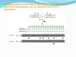 Marker assisted pyramiding of two disease resistance genes.
Note that homozygotes can be selected from the F2
population.
 