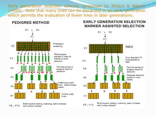 Early generation selection scheme (proposed by Ribaut & Betran
(1999). Note that many lines can be discarded in an early generation
which permits the evaluation of fewer lines in later generations.
 