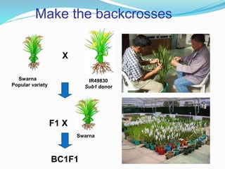 Make the backcrosses
Swarna
Popular variety
X
IR49830
Sub1 donor
F1 X
Swarna
BC1F1
 