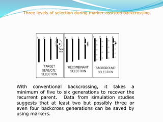 Three levels of selection during marker-assisted backcrossing.
With conventional backcrossing, it takes a
minimum of five to six generations to recover the
recurrent parent. Data from simulation studies
suggests that at least two but possibly three or
even four backcross generations can be saved by
using markers.
 