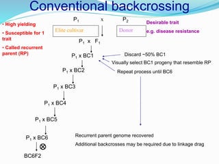 Conventional backcrossing
x P2P1
DonorElite cultivar
Desirable trait
e.g. disease resistance
• High yielding
• Susceptible for 1
trait
• Called recurrent
parent (RP)
P1 x F1
P1 x BC1
P1 x BC2
P1 x BC3
P1 x BC4
P1 x BC5
P1 x BC6
BC6F2
Visually select BC1 progeny that resemble RP
Discard ~50% BC1
Repeat process until BC6
Recurrent parent genome recovered
Additional backcrosses may be required due to linkage drag
 