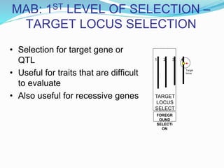 MAB: 1ST LEVEL OF SELECTION –
TARGET LOCUS SELECTION
• Selection for target gene or
QTL
• Useful for traits that are difficult
to evaluate
• Also useful for recessive genes
1 2 3 4
Target
locus
TARGET
LOCUS
SELECT
IONFOREGR
OUND
SELECTI
ON
 