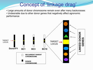 Donor/F1 BC1
c
BC3 BC10
TARGET
LOCUS
RECURRENT PARENT
CHROMOSOME
DONOR
CHROMOSOME
TARGET
LOCUS
LINKEDDONOR
GENES
Concept of ‘linkage drag’
• Large amounts of donor chromosome remain even after many backcrosses
• Undesirable due to other donor genes that negatively affect agronomic
performance
 