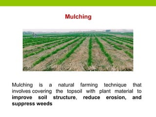 Mulching is a natural farming technique that
involves covering the topsoil with plant material to
improve soil structure, reduce erosion, and
suppress weeds
Mulching
 