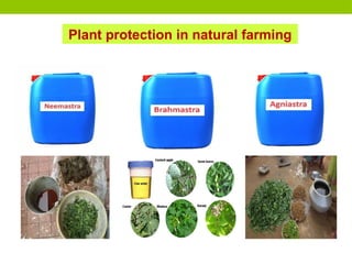 Plant protection in natural farming
 