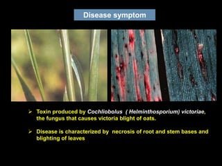 Disease symptom
 Toxin produced by Cochliobolus ( Helminthosporium) victoriae,
the fungus that causes victoria blight of oats.
 Disease is characterized by necrosis of root and stem bases and
blighting of leaves
 