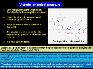  Low molecular weight Chlorinated,
Partially Cyclic Pentapeptide compound
 Linked to a tricyclic amaine named
victotoxine (victaalanine)
 Empirial formula of victotoxinine is
C17H29NO
 The peptide is non toxic and contain
aspartic acid, glutamic acid, valine, and
leucine.
 It is host specific toxin. Pentapeptide + victotoxinine
Therefore, characterization of the Vb gene and the underlying mechanisms of victorin
sensitivity may lead to understanding of both disease susceptibility and resistance.
Victorin is a peptide toxin that is required for the pathogenicity on oat cultivars carrying the
dominant Vb allele (Wolpert et al. 1985).
The Vb gene has not been separated genetically from Pc-2 a resistance gene against certain
races of crown rust fungi, Puccinia coronata f. sp. avenae , suggesting that both genes may
be identical.
Victorin- chemical structure
 