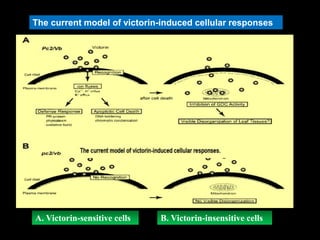 The current model of victorin-induced cellular responses
A. Victorin-sensitive cells B. Victorin-insensitive cells
 
