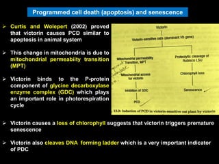 Programmed cell death (apoptosis) and senescence
 Curtis and Wolepert (2002) proved
that victorin causes PCD similar to
apoptosis in animal system
 This change in mitochondria is due to
mitochondrial permeabiity transition
(MPT)
 Victorin binds to the P-protein
component of glycine decarboxylase
enzyme complex (GDC) which plays
an important role in photorespiration
cycle
 Victorin causes a loss of chlorophyll suggests that victorin triggers premature
senescence
 Victorin also cleaves DNA forming ladder which is a very important indicator
of PDC
 