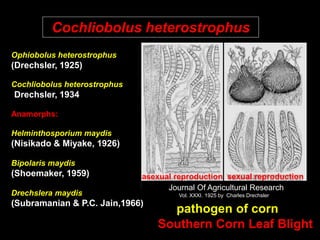 Ophiobolus heterostrophus
(Drechsler, 1925)
Cochliobolus heterostrophus
(Drechsler, 1934)
Anamorphs:
Helminthosporium maydis
(Nisikado & Miyake, 1926)
Bipolaris maydis
(Shoemaker, 1959)
Drechslera maydis
(Subramanian & P.C. Jain,1966)
Cochliobolus heterostrophus
Journal Of Agricultural Research
Vol. XXXI. 1925 by Charles Drechsler
asexual reproduction sexual reproduction
pathogen of corn
Southern Corn Leaf Blight
 